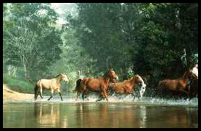 Horses crossing the creek