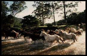 Horses crossing the creek