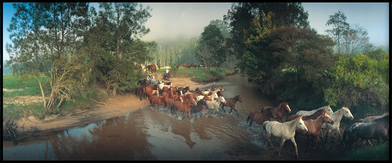 Glenworth Valley horses